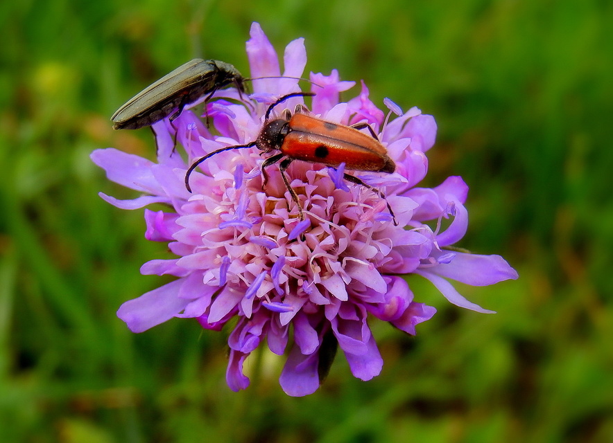 Vadonia unipunctata - kétpettyes virágcincér