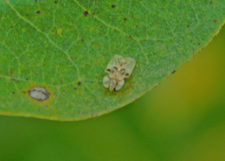 Corythucha arcuata - tölgy-csipkéspoloska