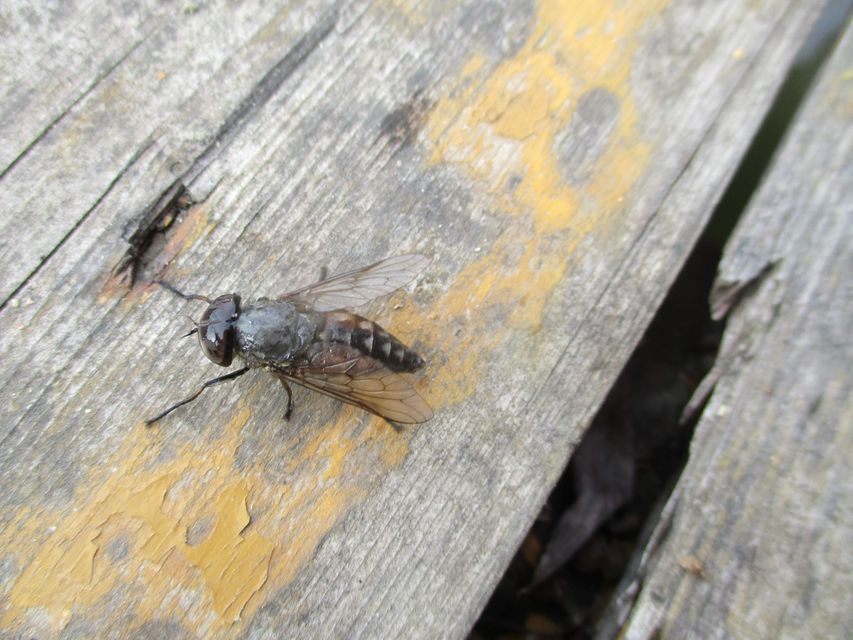 Tabanus