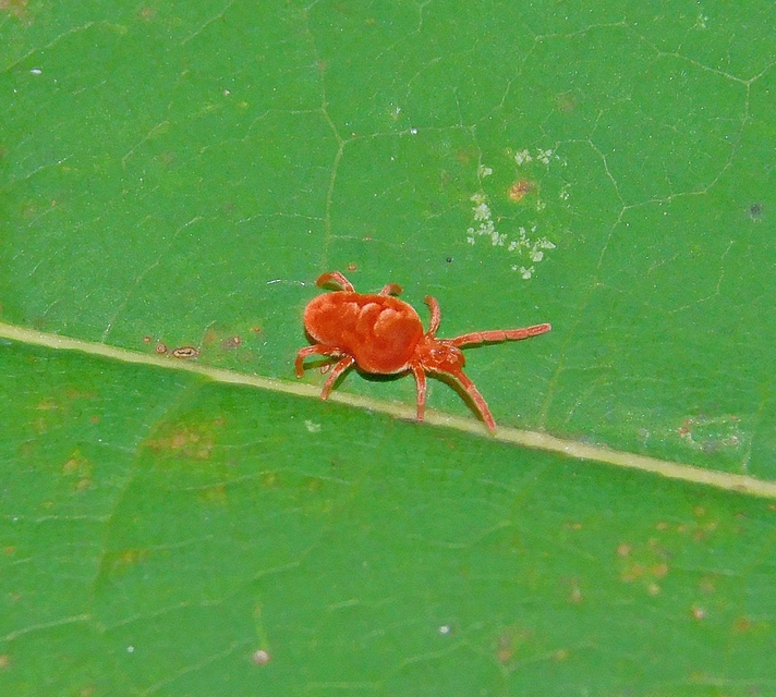 Allothrombium