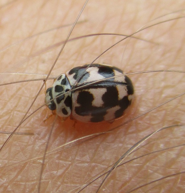 Oenopia conglobata - rózsás katica