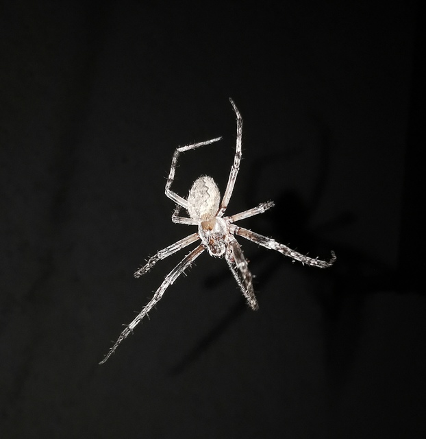 Larinioides ixobolus - ereszalji keresztespók