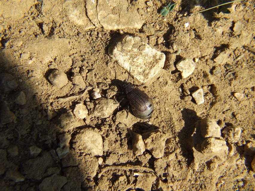 Galeruca pomonae - barna olajosbogár