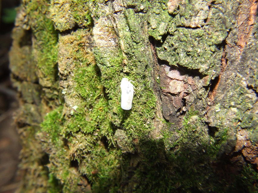 Metcalfa pruinosa - amerikai lepkekabóca