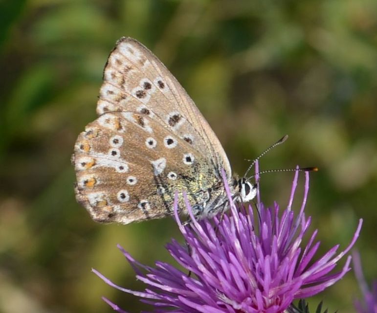 Polyommatus coridon - ezüstkék boglárka