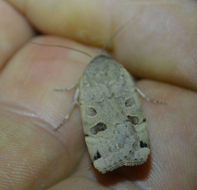 Noctua orbona - foltos sárgafűbagoly