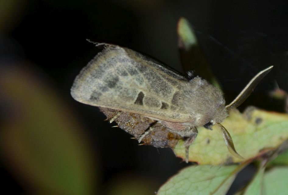 Episema tersa - hármasjegyű liliombagoly