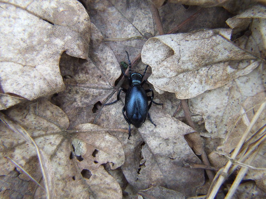 Meloe violaceus - kék nünüke