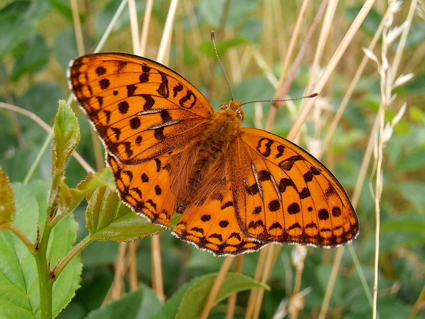 Argynnis adippe - ezüstös gyöngyházlepke