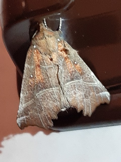 Scoliopteryx libatrix - vörös csipkésbagoly