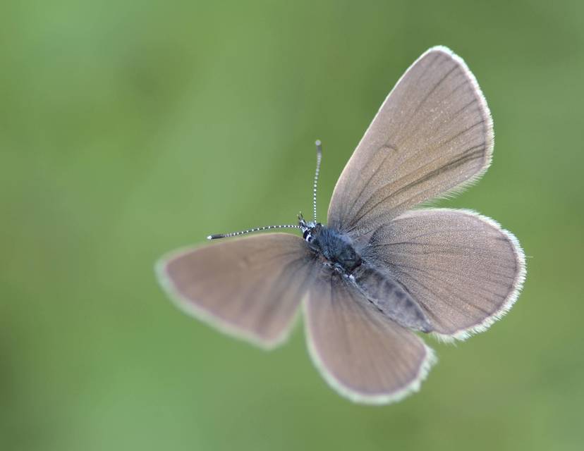 Cyaniris semiargus - aprószemes boglárka