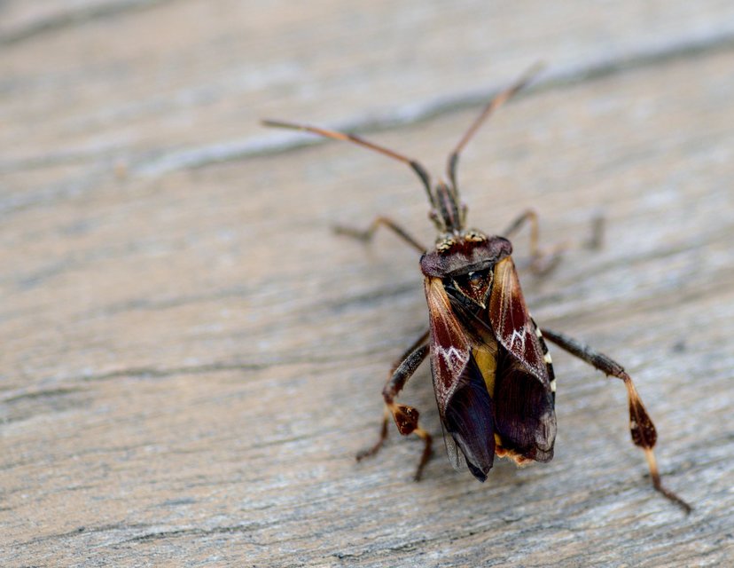 Leptoglossus occidentalis - nyugati levéllábú poloska