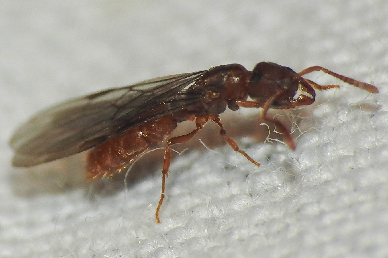 Cryptopone ochracea - sárga vakondhangya
