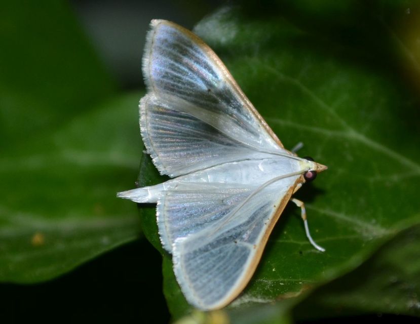 Palpita vitrealis - hófehér tűzmoly