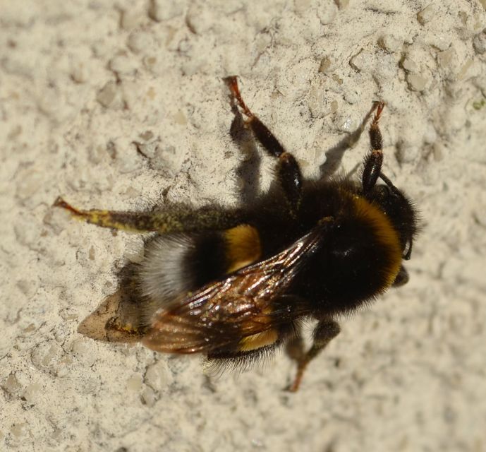 Bombus terrestris/lucorum
