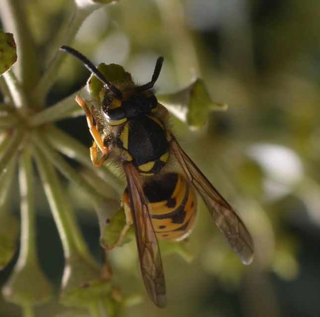 Vespula germanica - német darázs