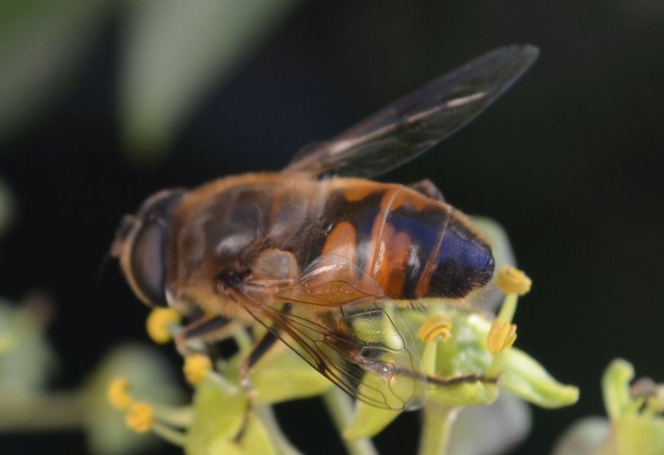 Eristalis tenax - közönséges herelégy