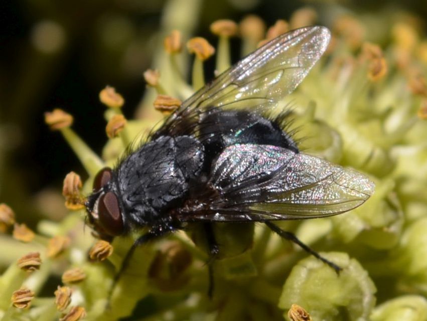 Calliphora