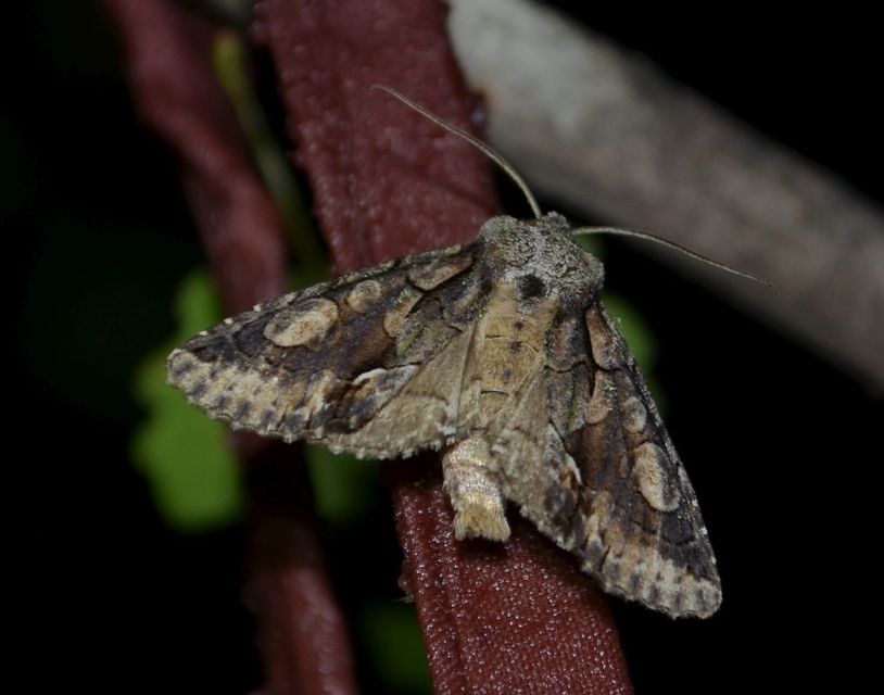 Allophyes oxyacanthae - galagonyabagoly