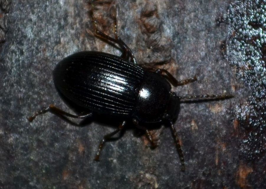 Nalassus dermestoides - rövidszárnyú gyászbogár