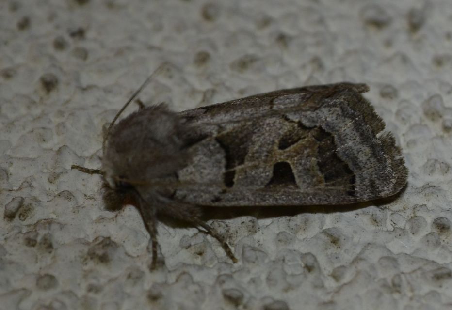 Episema