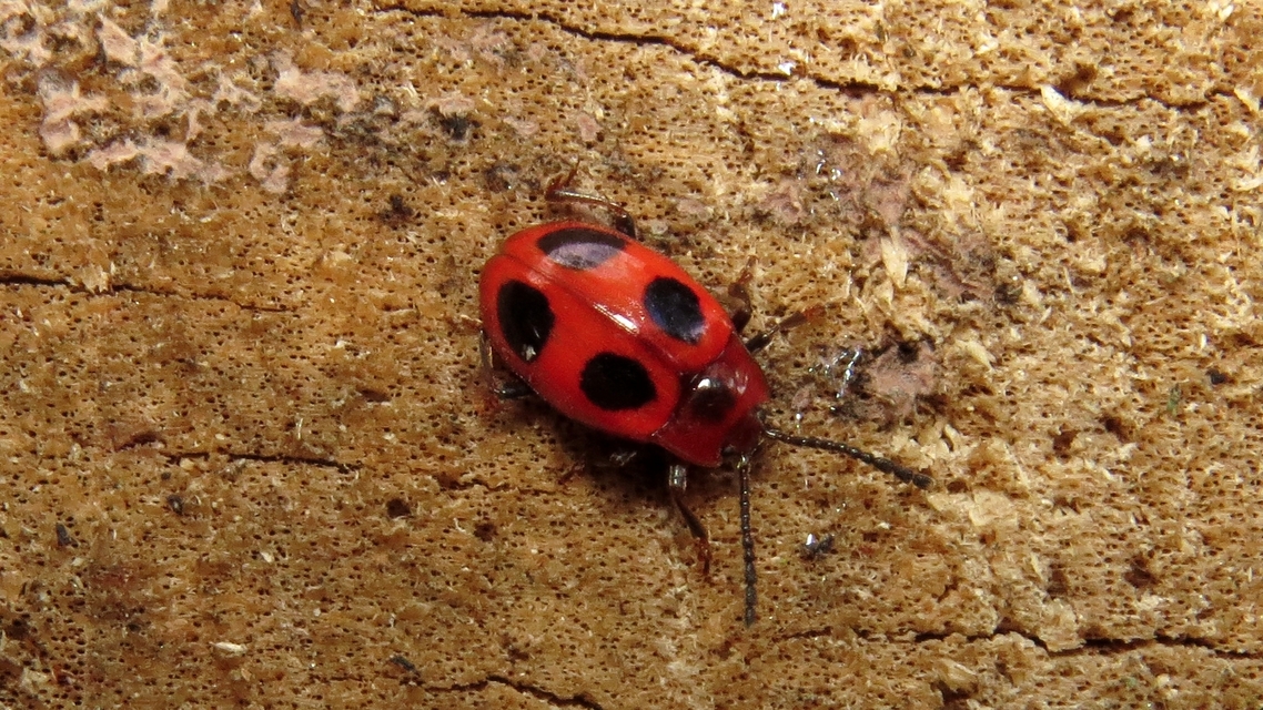 Endomychus coccineus - négypettyes álböde