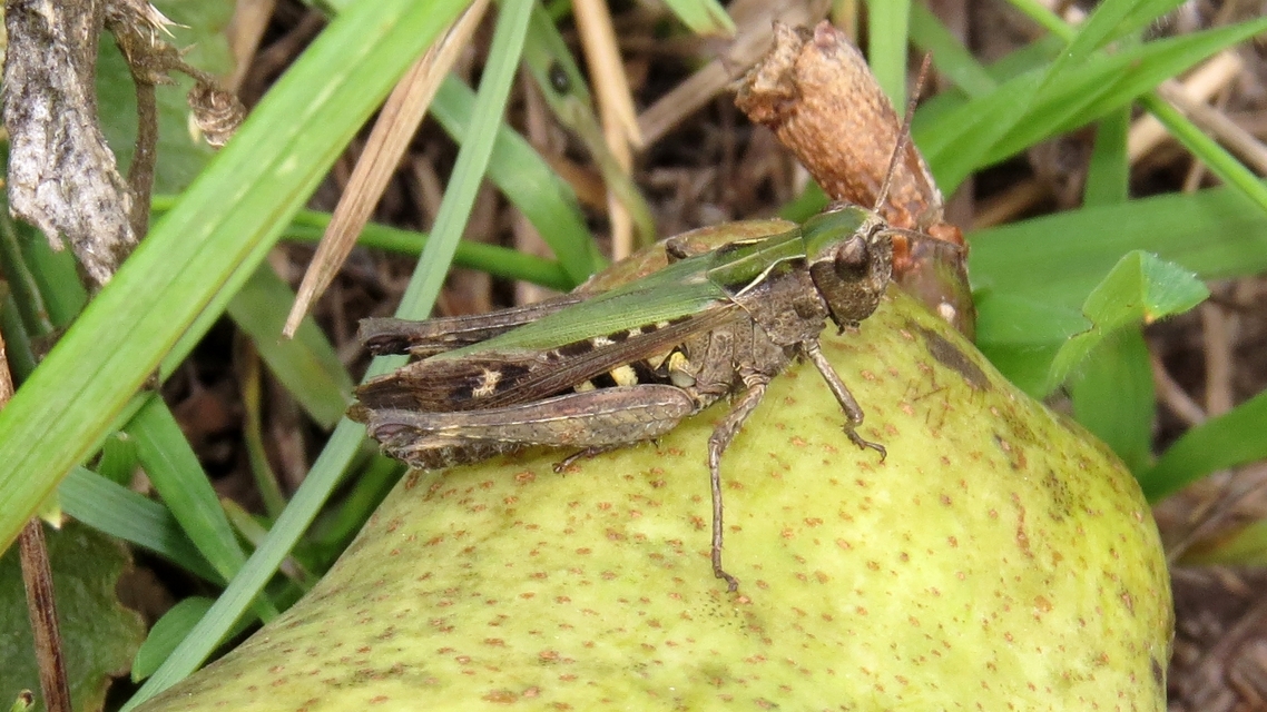 Omocestus rufipes - vöröshasú tarlósáska