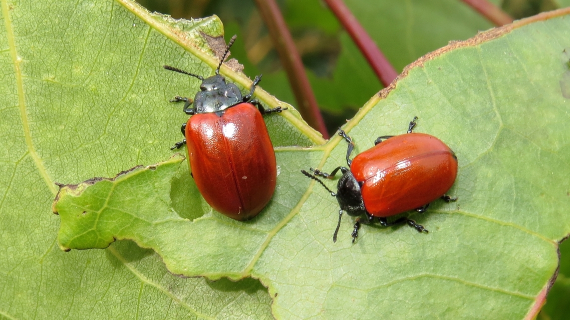 Chrysomela populi - nagy nyárlevelész