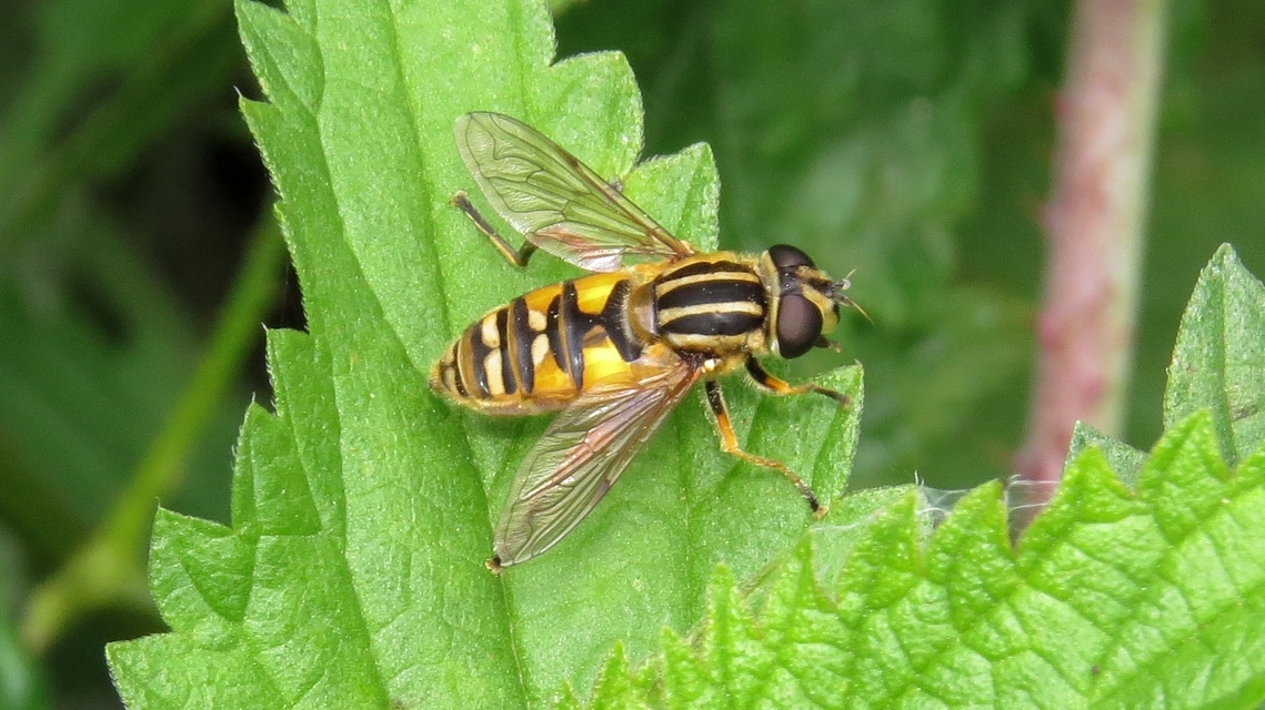 Helophilus pendulus - közönséges mocsárilégy