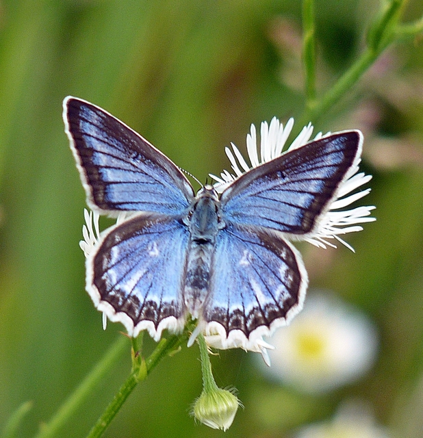 Polyommatus daphnis - csipkés boglárka