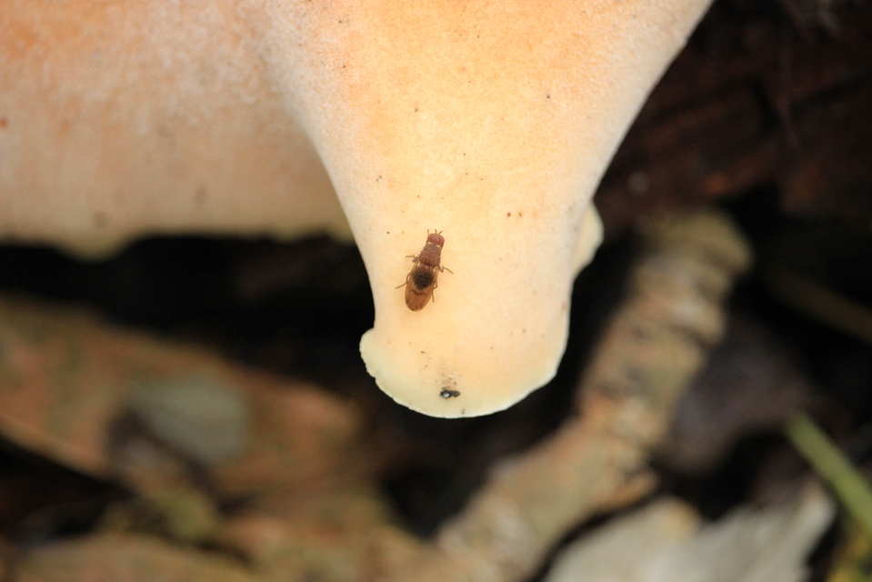 Drosophilidae - muslicafélék