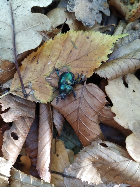 Trypocopris vernalis - tavaszi álganéjtúró