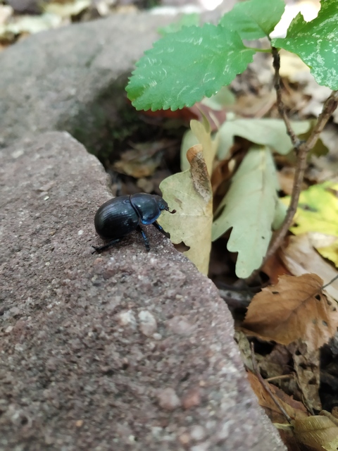 Anoplotrupes stercorosus - erdei álganéjtúró