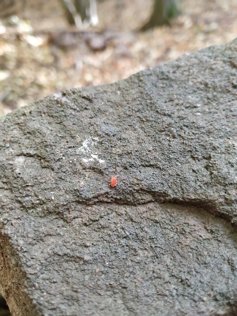 Trombidiidae