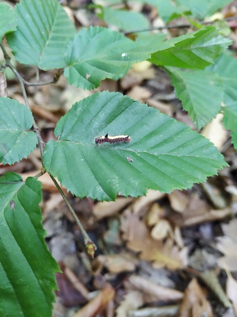 Acronicta psi - pszi-betűs szigonyosbagoly