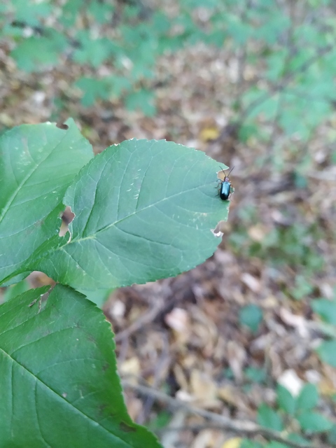 Oulema melanopus/duftschmidi