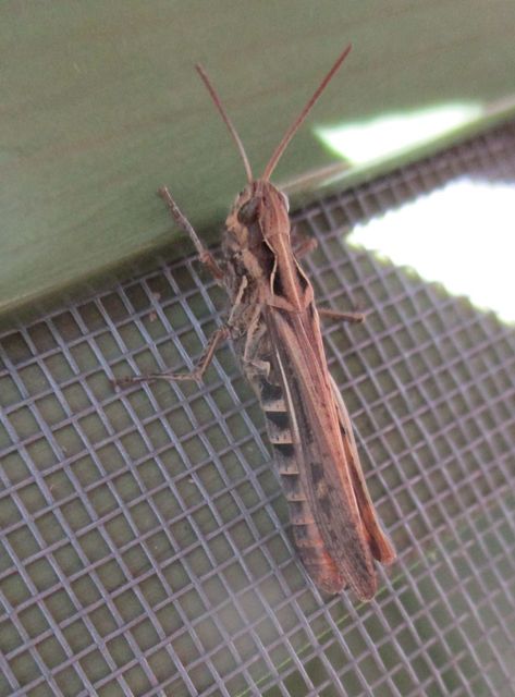 Chorthippus brunneus - közönséges tarlósáska
