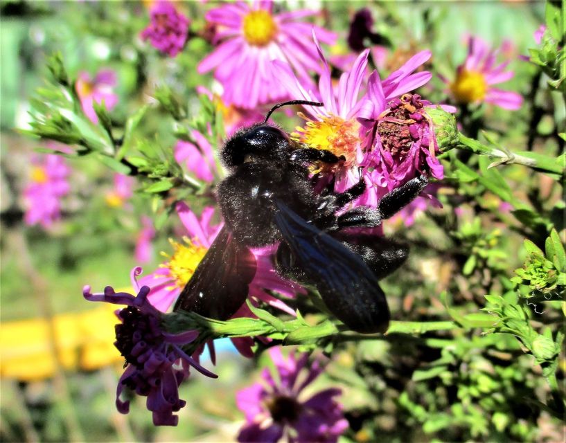 Xylocopa valga - gyakori fadongó