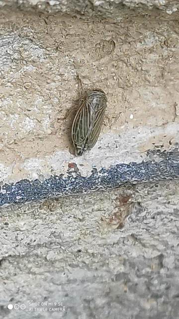 Streptanus aemulans