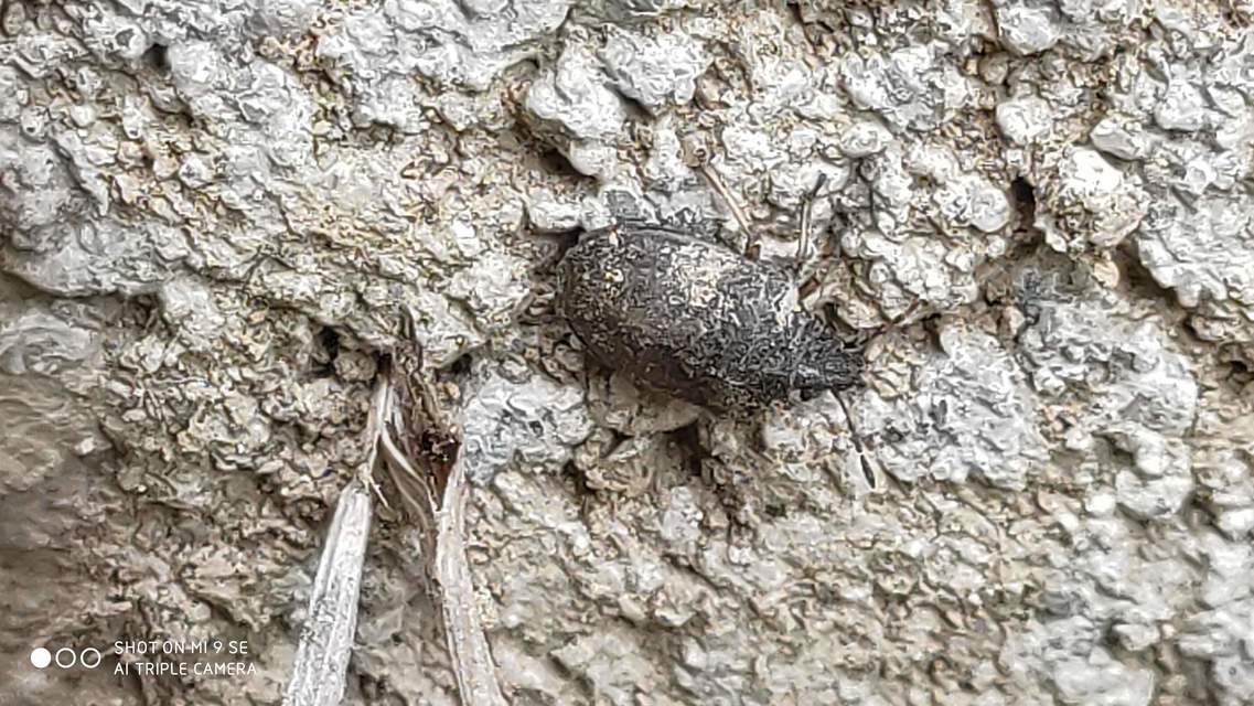 Podops Podops