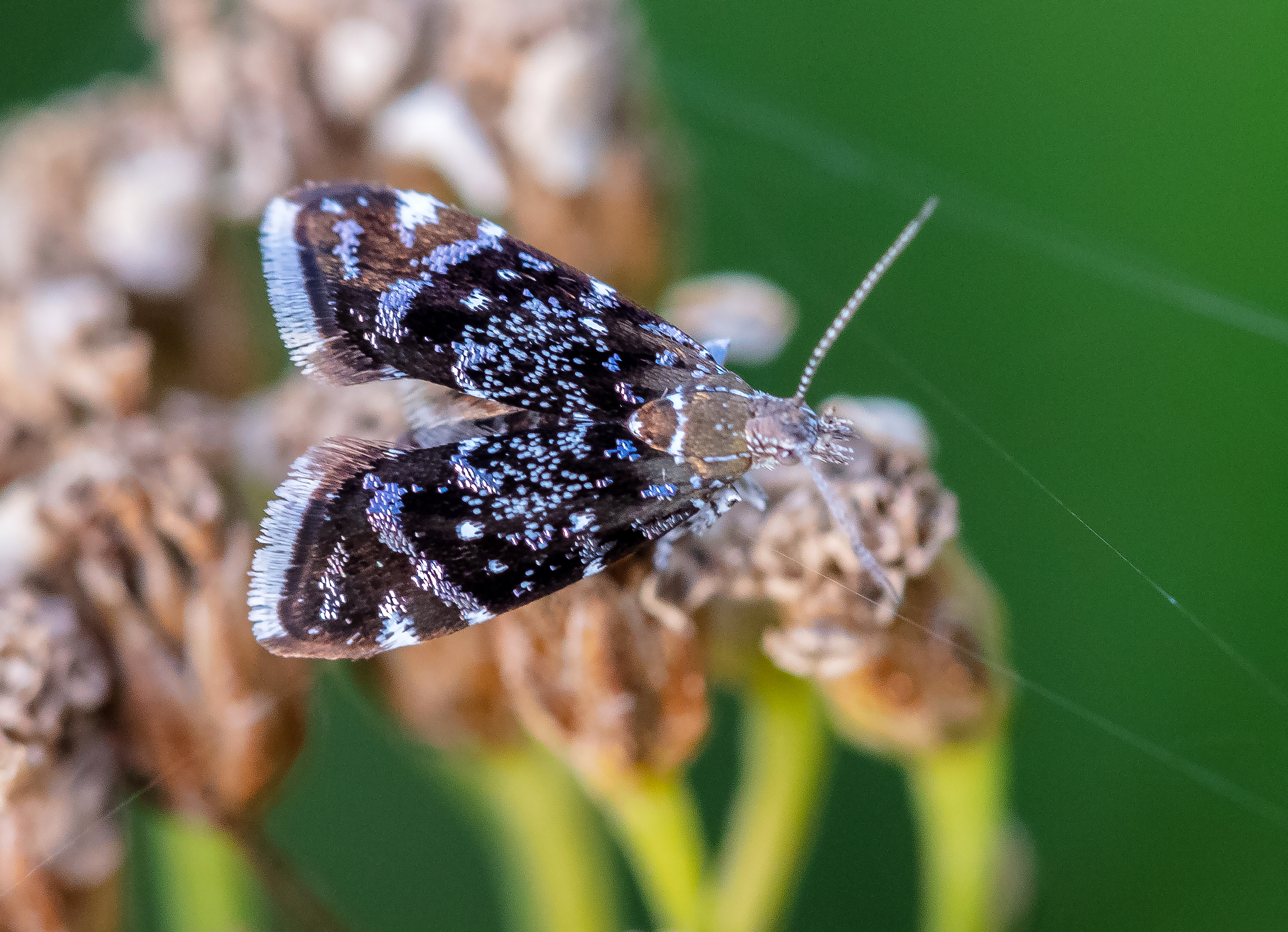 Prochoreutis myllerana - pompás levélmoly