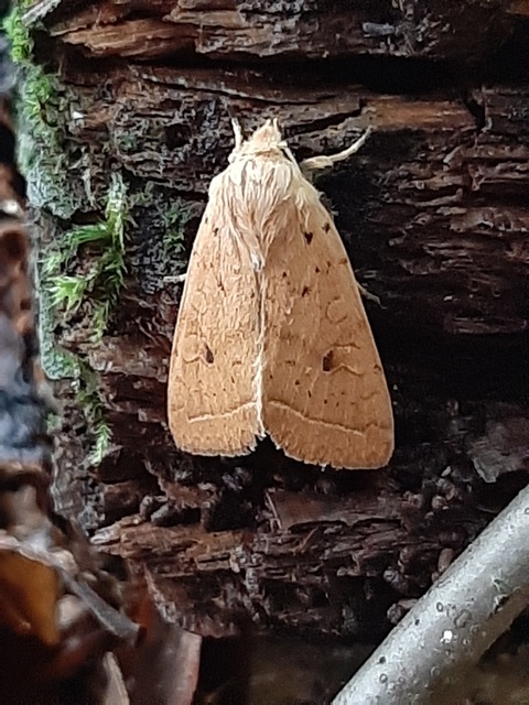Leptologia macilenta - gyertyán-őszibagoly