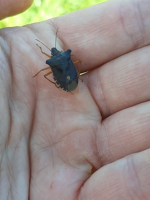 Pentatoma rufipes - vöröslábú címerespoloska Pentatoma rufipes - vöröslábú címerespoloska