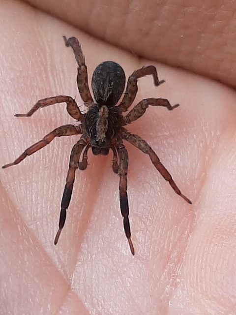 Trochosa
