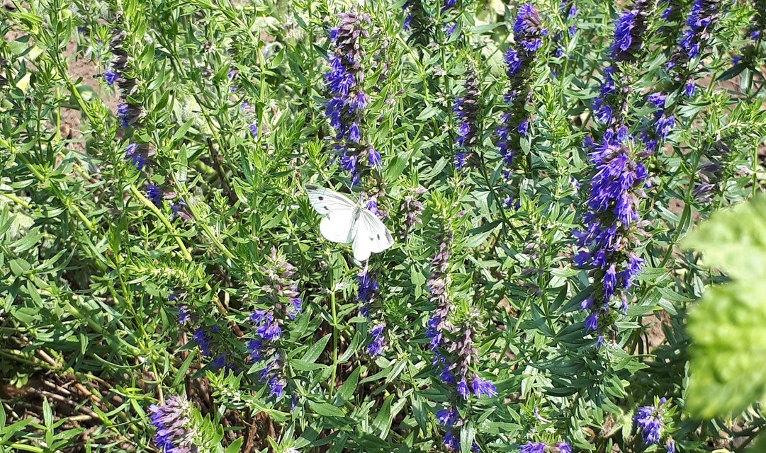 Pieris rapae - répalepke