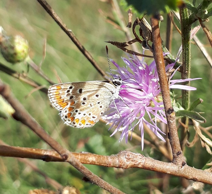 Aricia agestis - szerecsenboglárka