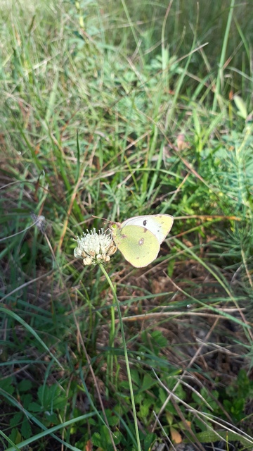 Colias hyale - kéneslepke