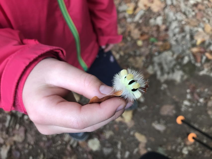 Calliteara pudibunda - hamvasszövő