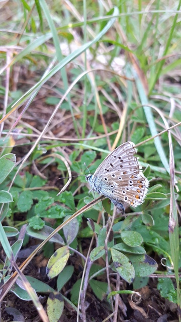 Polyommatus coridon - ezüstkék boglárka