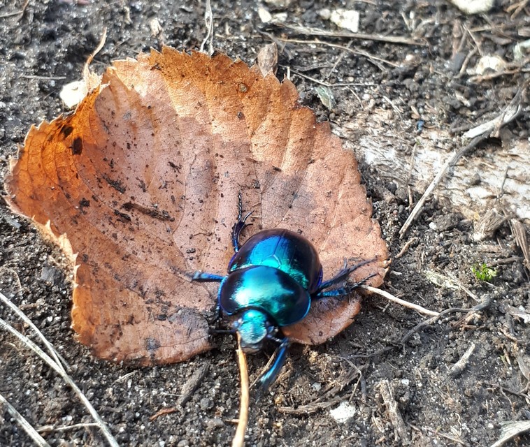 Trypocopris vernalis - tavaszi álganéjtúró